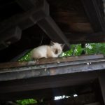 仔猫なのにおばあちゃん