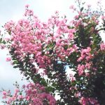 今年もさるすべり