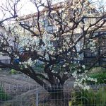 梅も満開