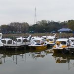 白鳥には１組だけ