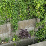 梅干し漬けますよ